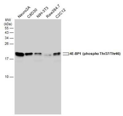 Western Blot: 4EBP1 [p Thr46, p Thr37] Antibody [NBP3-13170]